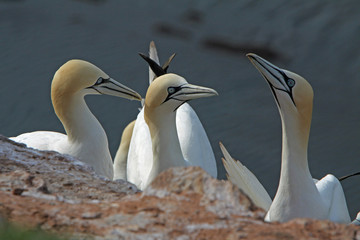 Canvas Print - Basstölpel am Vogelfelsen auf Helgoland