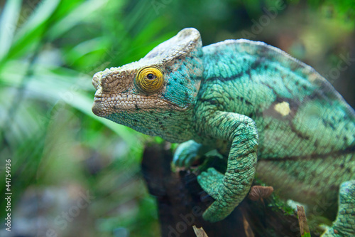 Fotoboard na płycie Zielony kameleon