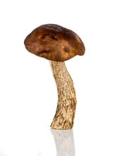 Brown Cap Boletus Mushroom
