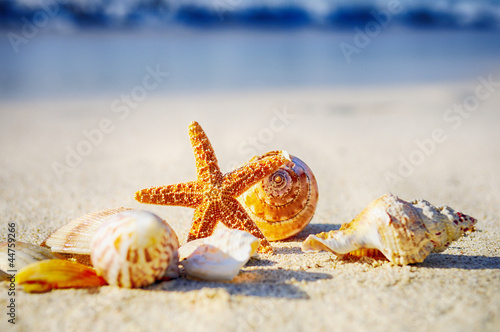 Fototapeta na wymiar Starfish on the Beach