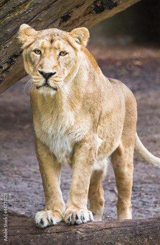 Plakat na papierze fotorealistycznym Kobieta azjatycka lwica - panthera leo persica