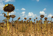 bad harvest of sunflower, drought