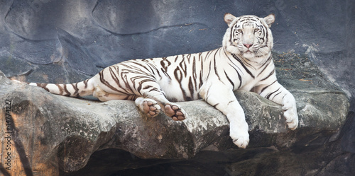 Board z aluminiowym obramowaniem Biały tygrys na skale w zoo