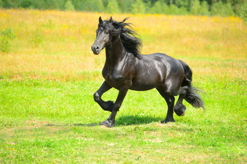 Obraz na płótnie black friesian horse runs trot on the meadow in summer