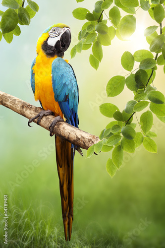 Naklejka dekoracyjna Macaw parrot