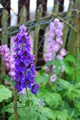 Poster - Blooming delphinium close up