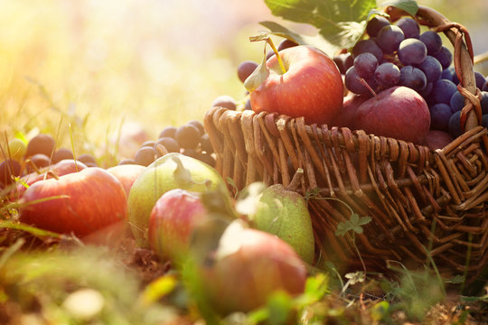 Fototapete -  - Organic fruit in summer grass