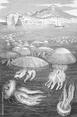 Tapeta ścienna Meduza meduzy