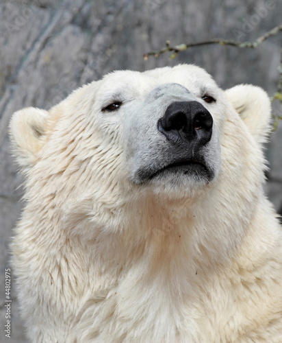 Plakat na papierze fotorealistycznym Portret niedźwiedzia polarnego. 