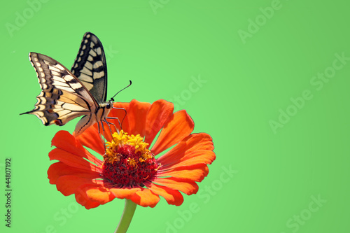 Tapeta ścienna Motyl (machaon) na kwiat (Cynia)