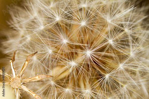 Obraz w ramie beautiful dandelion flowers