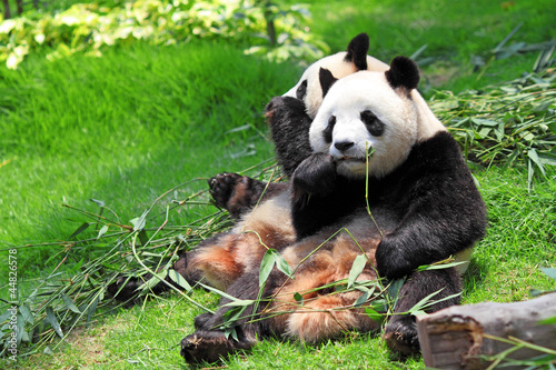 Board z aluminiowym obramowaniem Panda