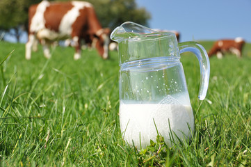 Wall Mural - Jug of milk against herd of cows. Emmental region, Switzerland