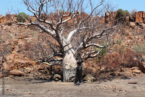 Naklejka samoprzylepna Baobab