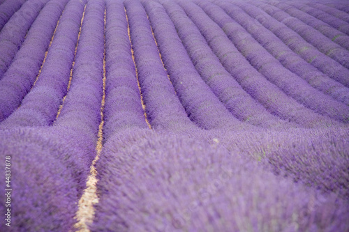 Tapeta ścienna Pola lawendy w pobliżu Valensole w Prowansji, Francja