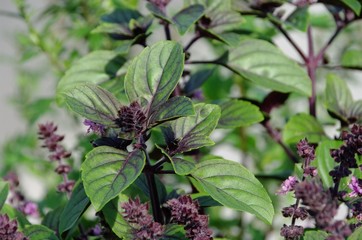 Wall Mural - Basilikum - basil 19