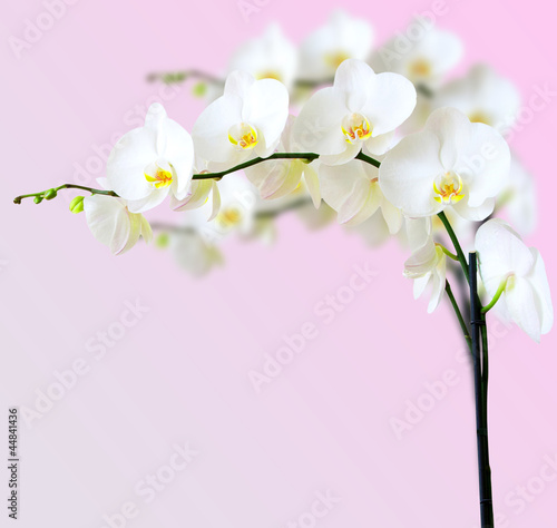 Obraz na płótnie canvas Orchidea