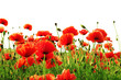 red poppy isolated on white background 