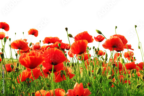 Naklejka - mata magnetyczna na lodówkę red poppy isolated on white background