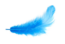 Blue Feather. Isolated