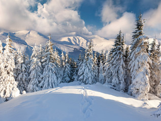 Wall Mural - Beautiful winter landscape in the mountains