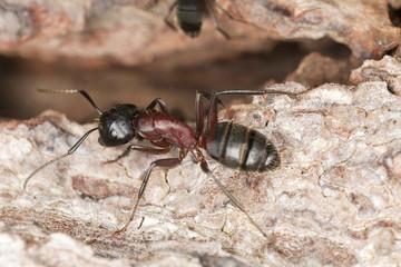 Wall Mural - Macro photo of a Carpenter ant, Camponotus herculeanus