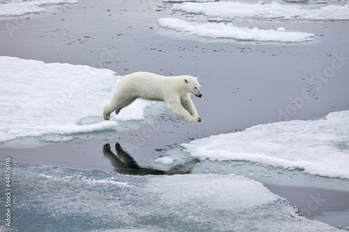 Naklejka dekoracyjna Polar bear in natural environment