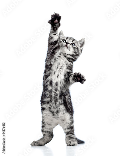 Fototapeta na wymiar playful kitten cat isolated on white