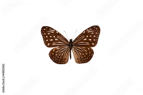Fotografie, Obraz Danaus. Butterfly. Isolated on white background