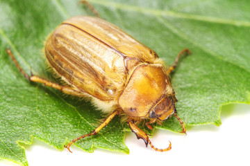 Wall Mural - Brown june beetle