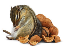 Funny Overeating Chipmunk With Nuts