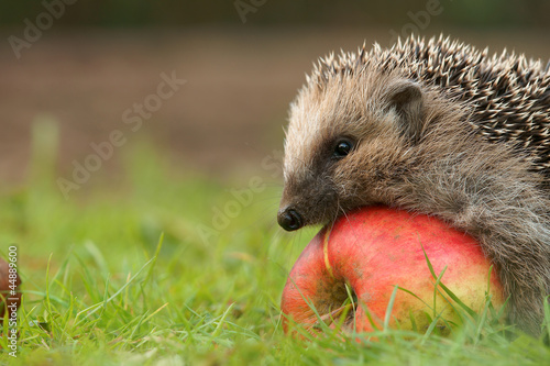 Fototapeta na wymiar Igel mit Apfel