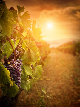 Fototapete -  - vineyard in autumn harvest
