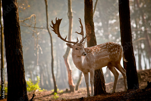 Naklejka na szybę Wild deer in the morning