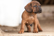 Cute Hannover bloodhound look at something