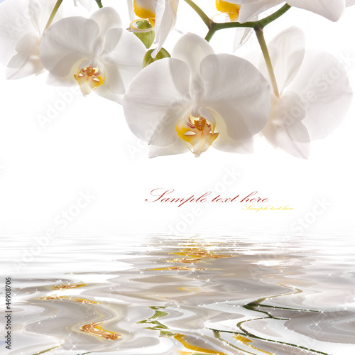 Obraz na płótnie canvas czteroczęściowy "tetraptyk" Białe orchidee na wodzie