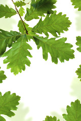Wall Mural - Oak leaves frame isolated on white with space for text
