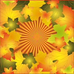 Autumn background with colorful leaves of maple