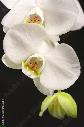 Obraz na płótnie canvas trzyczęściowy "tryptyk" Zbliżenie orchidei