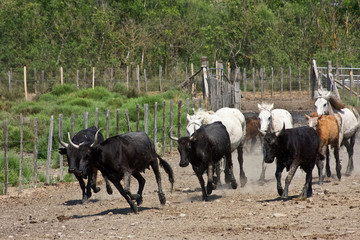 Sticker - Charging Bulls and Horses