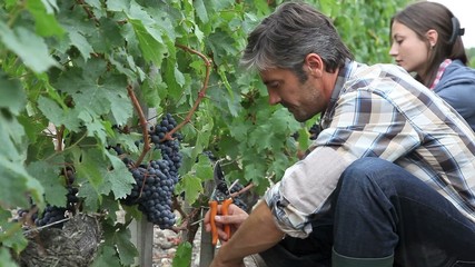 Wall Mural - Harvesters cutting bunch of grapes in vineyard rows