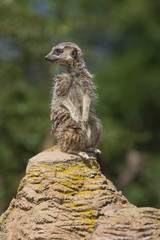 Portrait of meerkat sit on rock stand with green nature backgrou