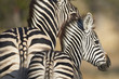 Adult and young zebra