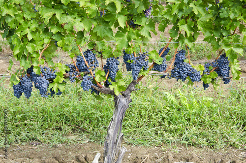 Fotografie, Obraz Row of Ripen Cabernet Sauvignon Red Wine Grapes in a Vineyard