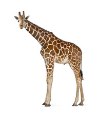 Somali Giraffe, Commonly Known As Reticulated Giraffe