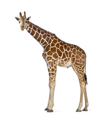 somali giraffe, commonly known as reticulated giraffe