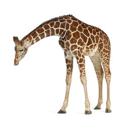 somali giraffe, commonly known as reticulated giraffe