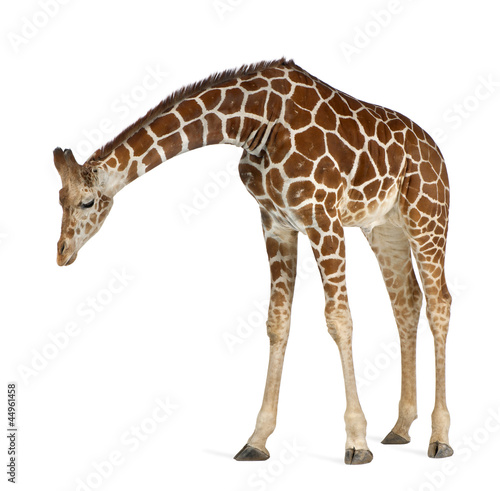 Somali Giraffe, commonly known as Reticulated Giraffe Wallpaper Mural