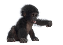 Baby Bonobo, Pan Paniscus, 4 Months Old