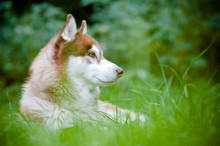 Siberian Husky Profile